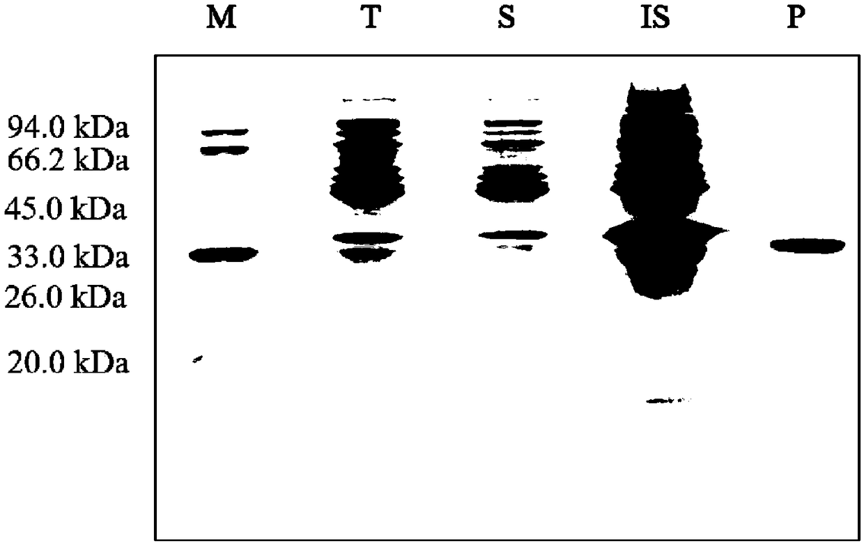 Mussel attachment protein/amphoteric ion polypeptide fusion protein with attachment-anti-staining dual functions and synthesis method