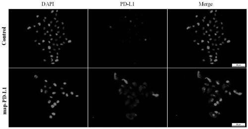 Fusion protein and preparation method and application thereof