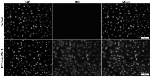 Fusion protein and preparation method and application thereof