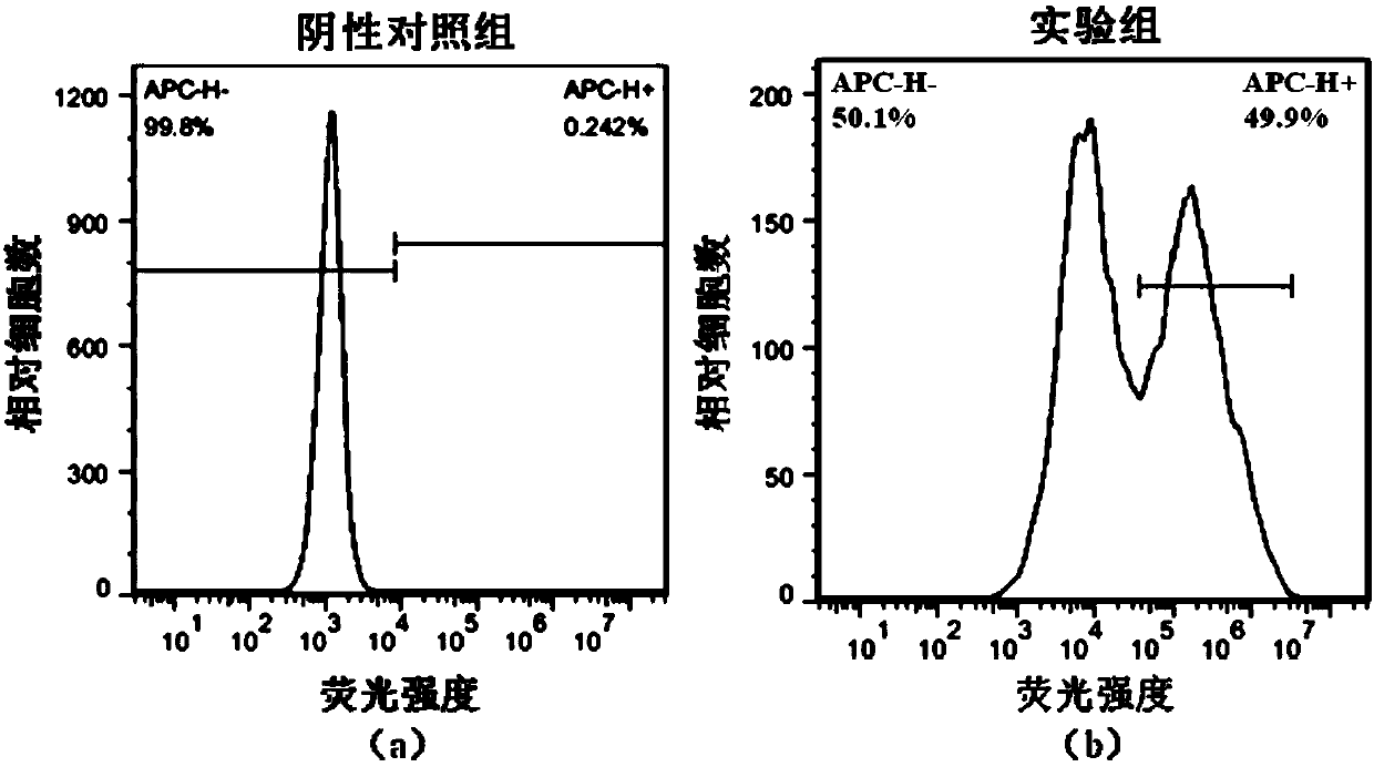 TCR knockout T cell receptor gene-modified T cell targeting NY-ESO-1, preparation method and application thereof