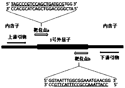 Method for breeding mir196a gene deletion type zebrafish by gene knockout