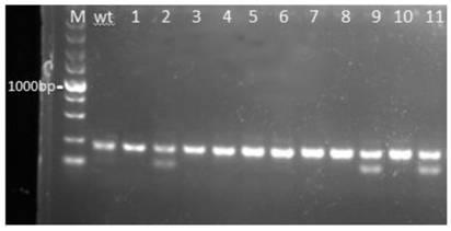 Method for breeding mir196a gene deletion type zebrafish by gene knockout
