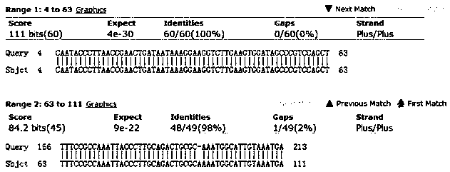 Method for breeding mir196a gene deletion type zebrafish by gene knockout