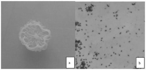 Bacillus atrophaeus with boxthorn leaf blight preventing effect, biological bactericide and application thereof