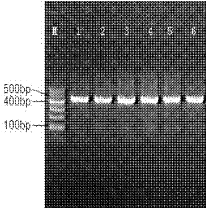 In-situ hybridization detection kit and method thereof for human papilloma virus