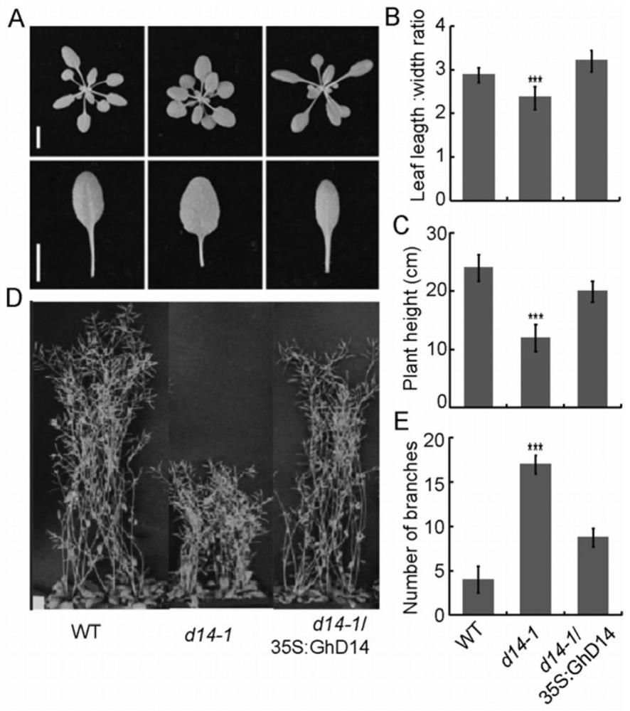 Gene GhD14 capable of regulating and controlling development of plant stems and lateral branches and application of gene GhD14