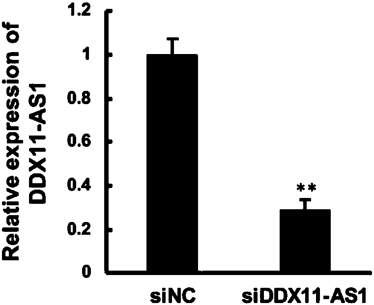 siRNA of targeted long-chain noncoding RNA DDX11-AS1 and applications thereof in liver cancer treatment