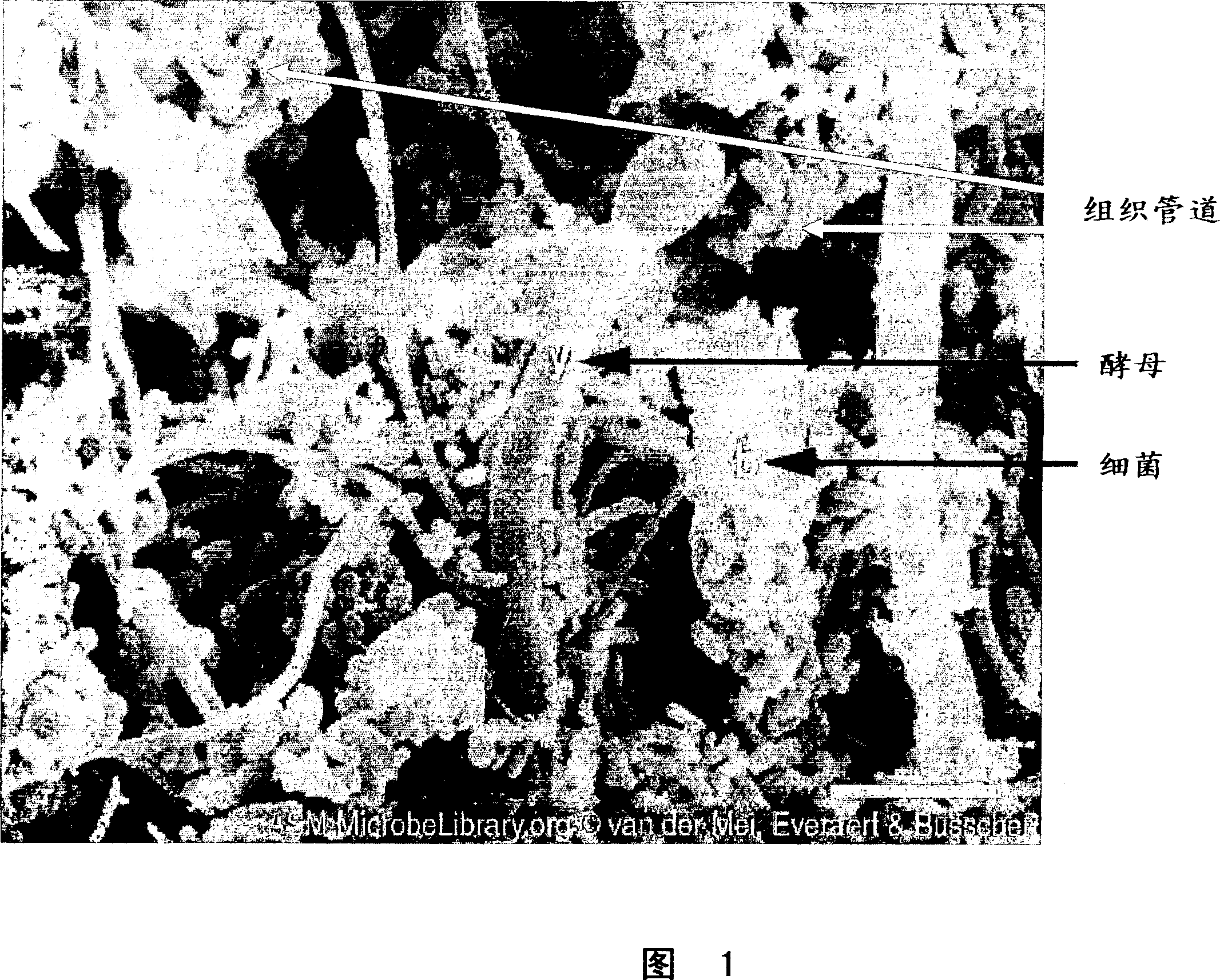 Methods and compositions for preventing biofilm formation, reducing existing biofilms, and for reducing populations of bacteria