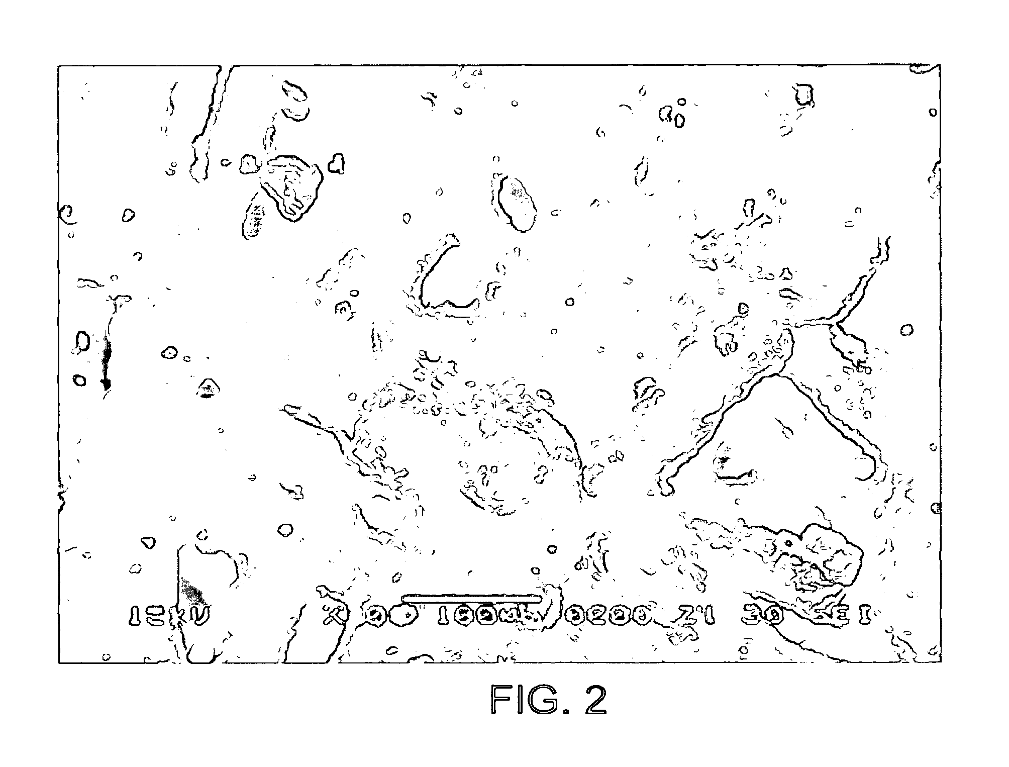 Carbon nanotubes for fuel cells, method for manufacturing the same, and fuel cell using the same