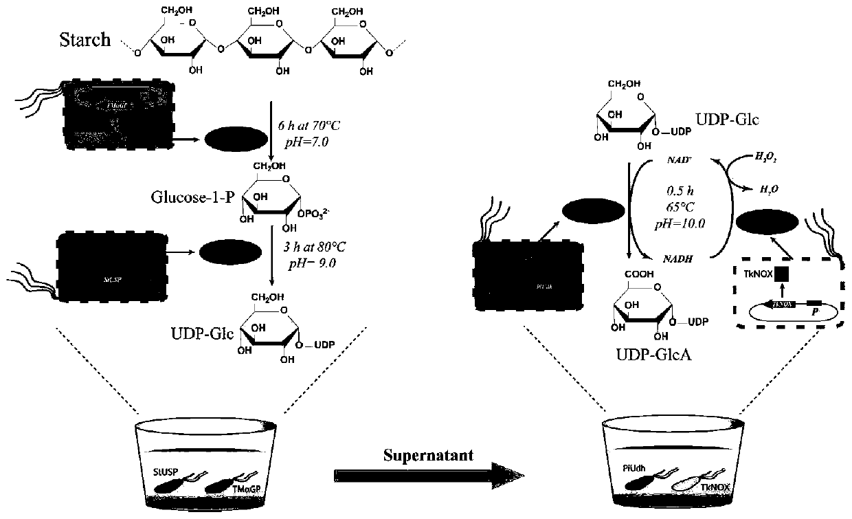 A kind of biosynthesis method of uridine diphosphate glucose and uridine diphosphate glucuronic acid