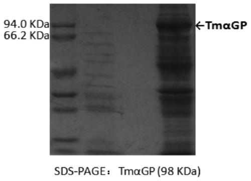 A kind of biosynthesis method of uridine diphosphate glucose and uridine diphosphate glucuronic acid