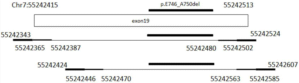 Primer composition, kit and method for detecting EGFR gene mutations