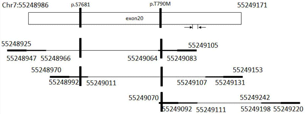 Primer composition, kit and method for detecting EGFR gene mutations