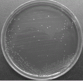 Acinetobacter calcoaceticus capable of efficiently degrading lignin