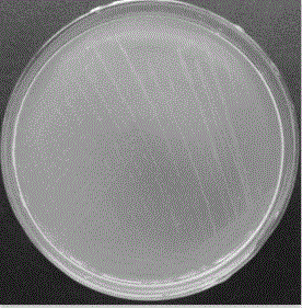 Acinetobacter calcoaceticus capable of efficiently degrading lignin