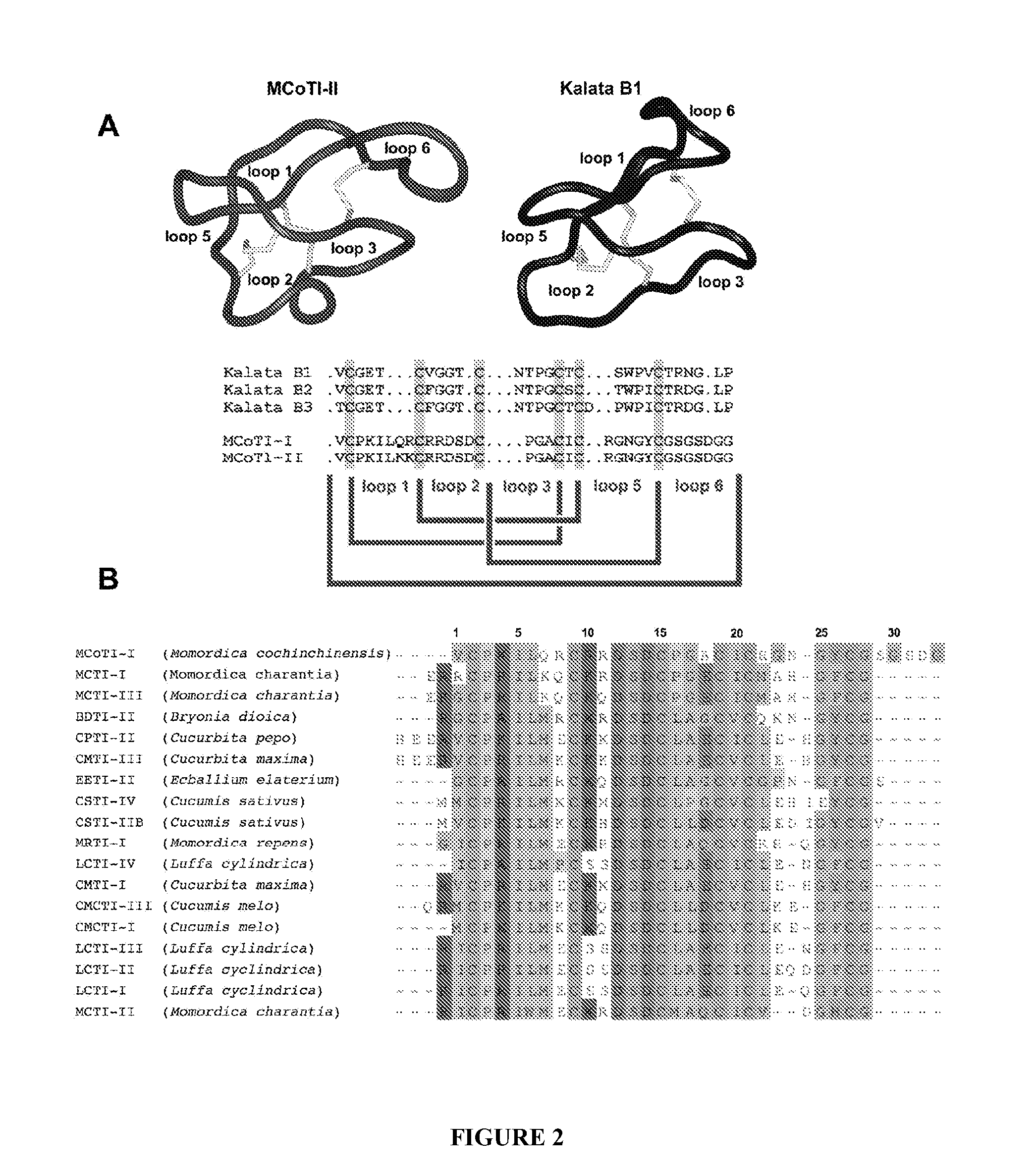 Compositions and methods for the rapid biosynthesis and in vivo screening of biologically relevant peptides