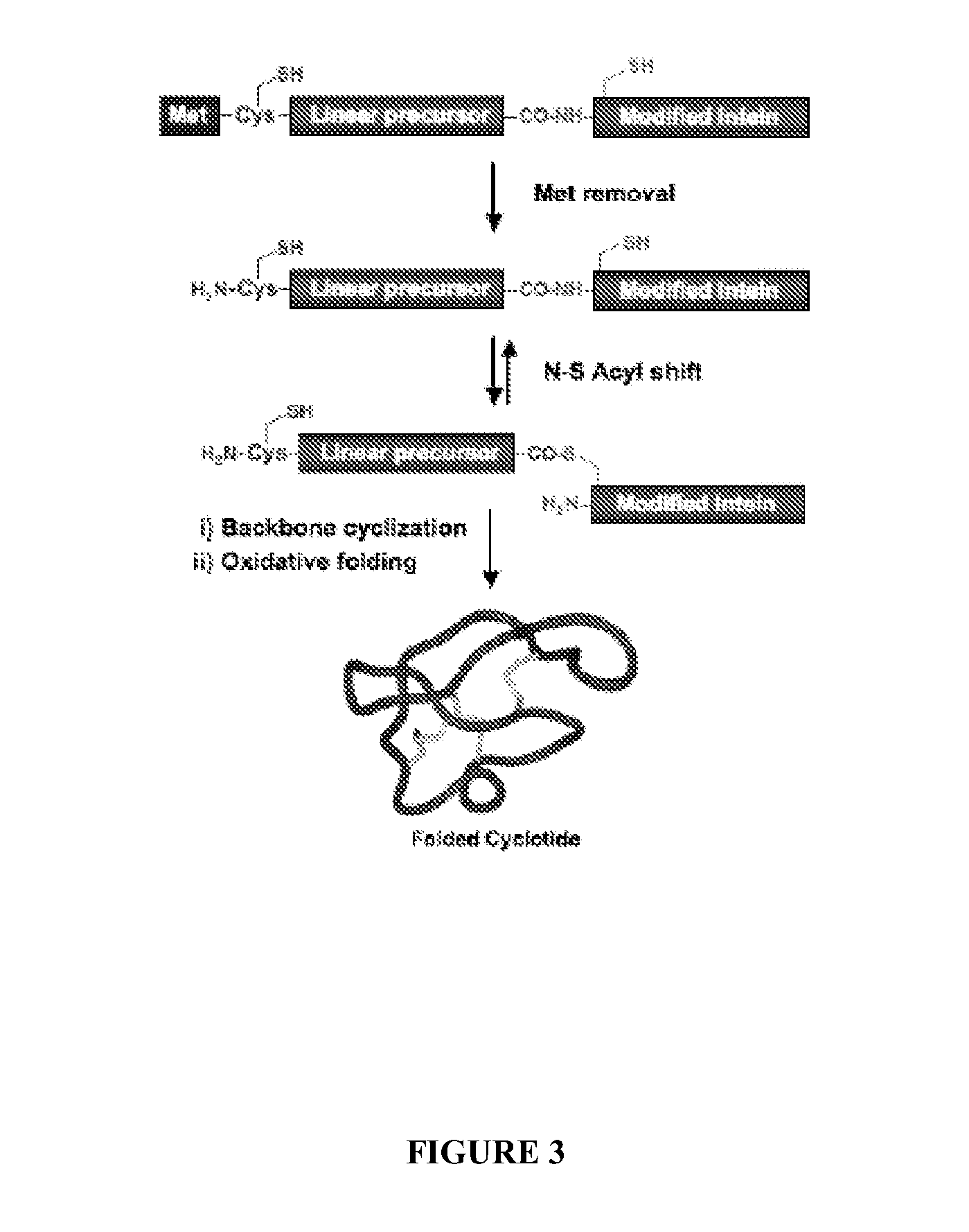Compositions and methods for the rapid biosynthesis and in vivo screening of biologically relevant peptides