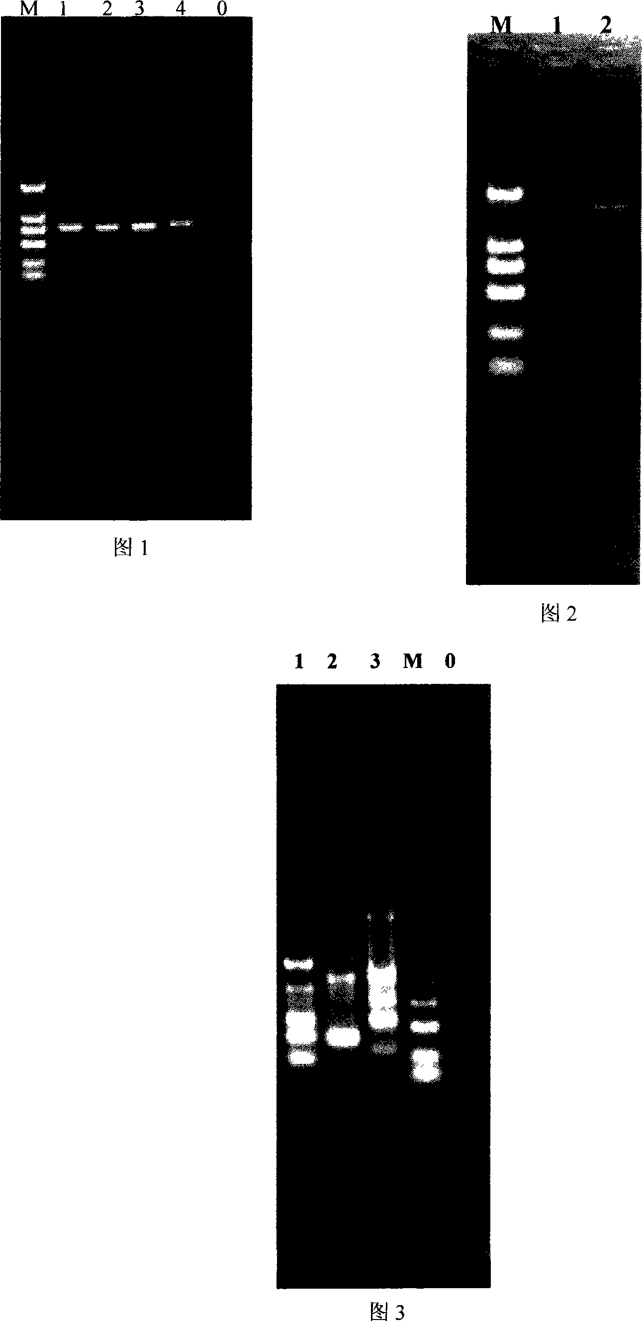 Method for processing DNA mould and improving DNA expansion efficiency by using restriction enzymes