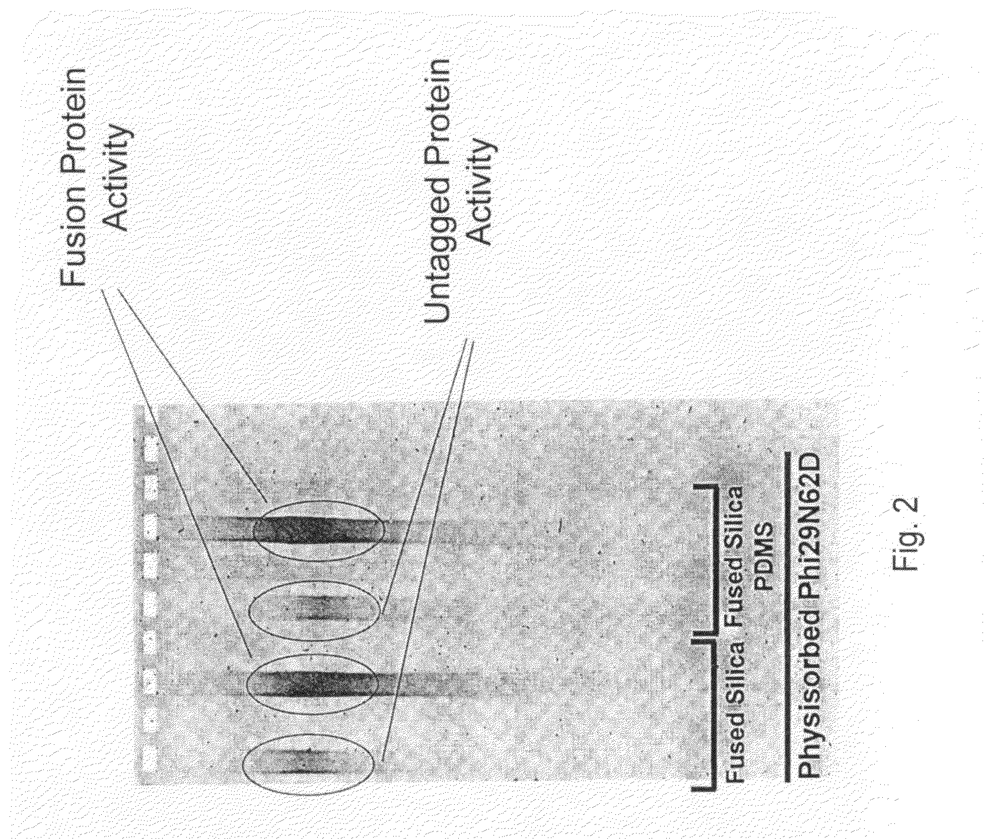 Surface comprising DNA polymerase having mutations bound through an affinity tag