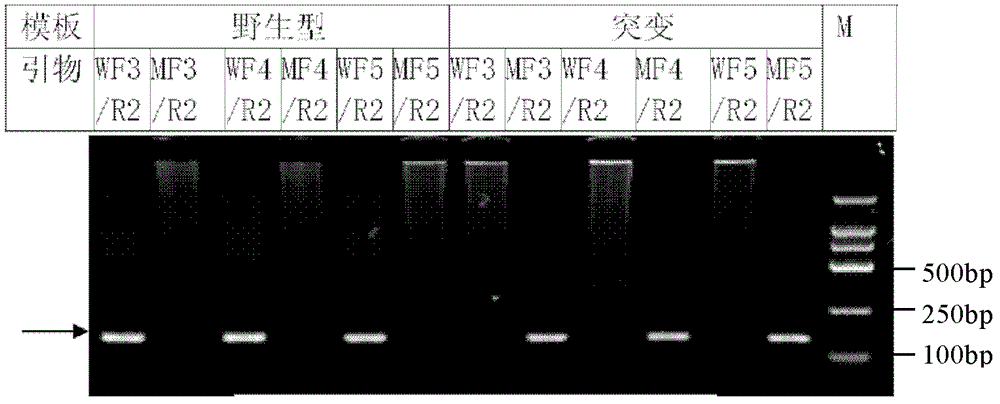 Reagent and method for detecting KRAS mutation