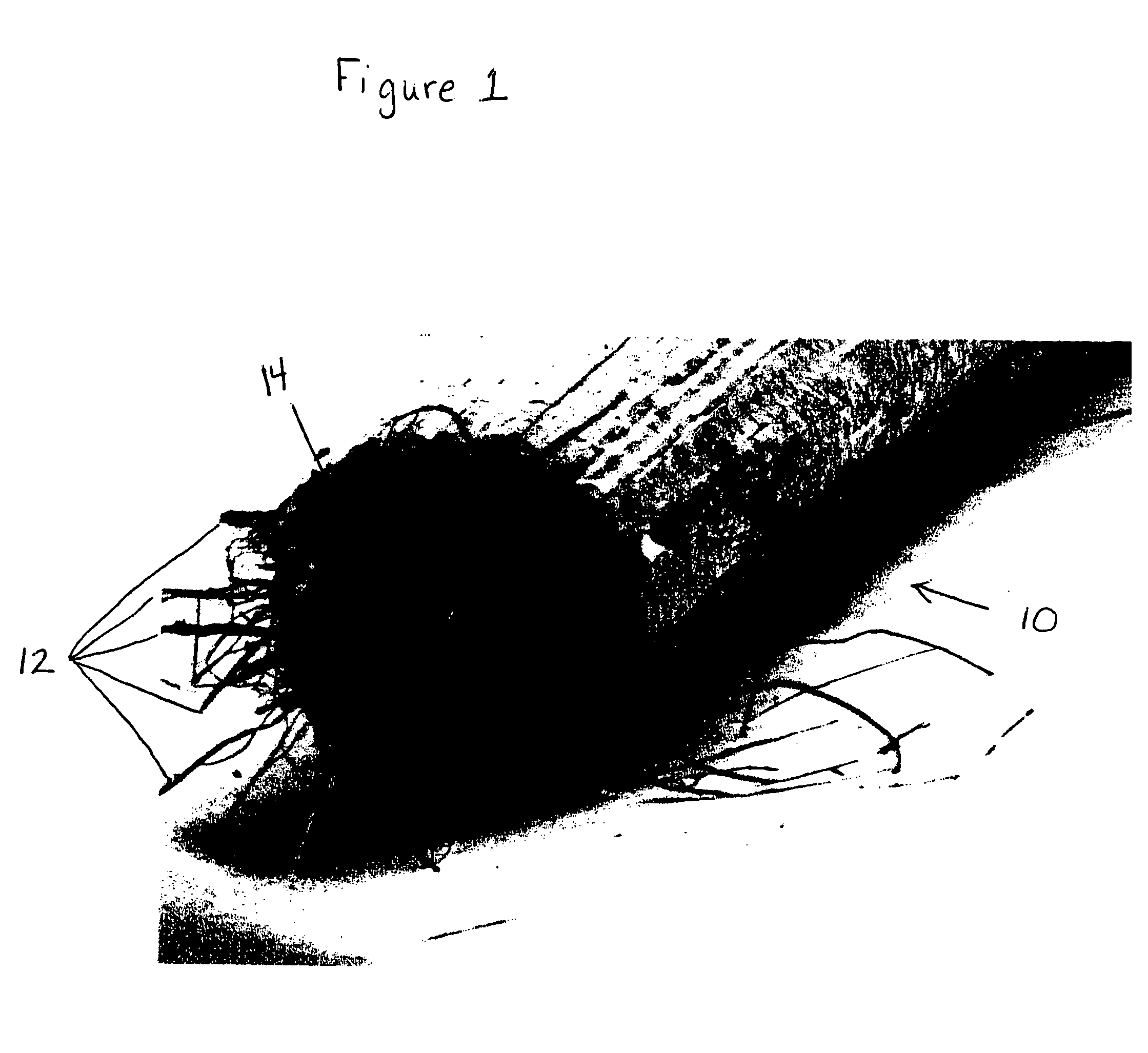 Fibers comprising starch and biodegradable polymers