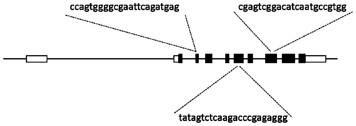 Coding sequence of Gnb2 gene and application of coding sequence of Gnb2 gene in constructing mouse model