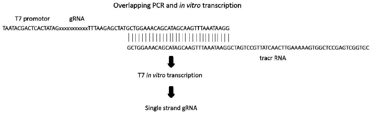 Coding sequence of Gnb2 gene and application of coding sequence of Gnb2 gene in constructing mouse model
