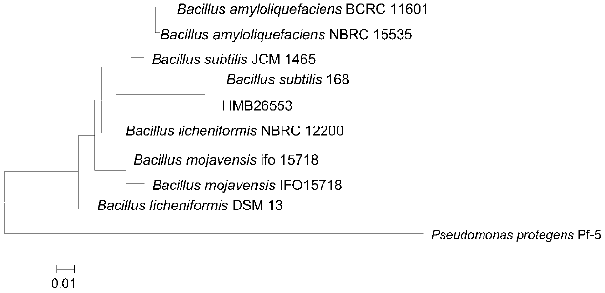 Bacillus subtilis hmb26553 and its application