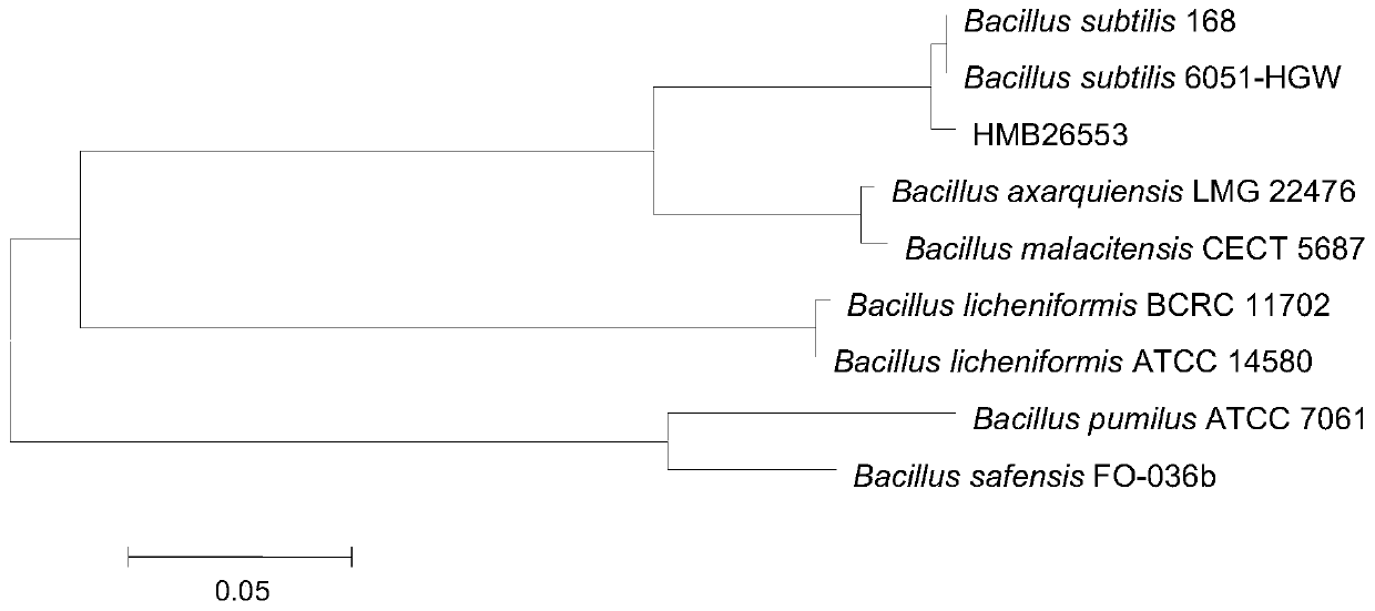 Bacillus subtilis hmb26553 and its application