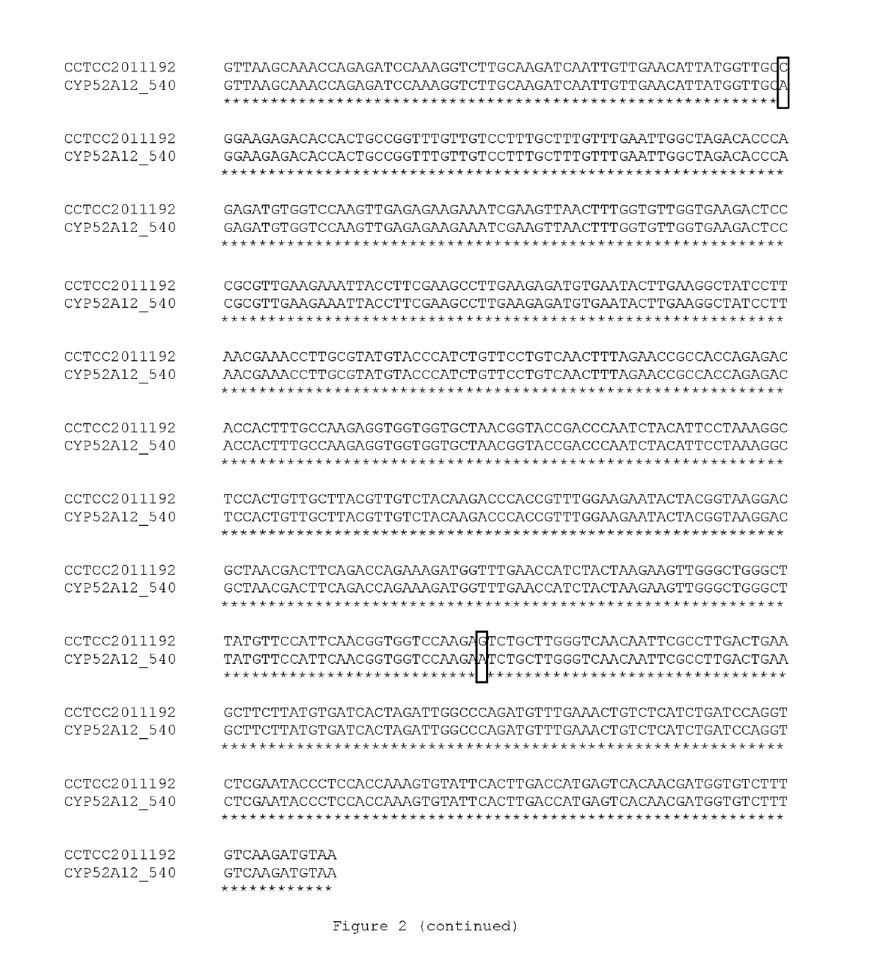 Directed evolution of cyp52a12 gene and its use in dicarboxylic acid production