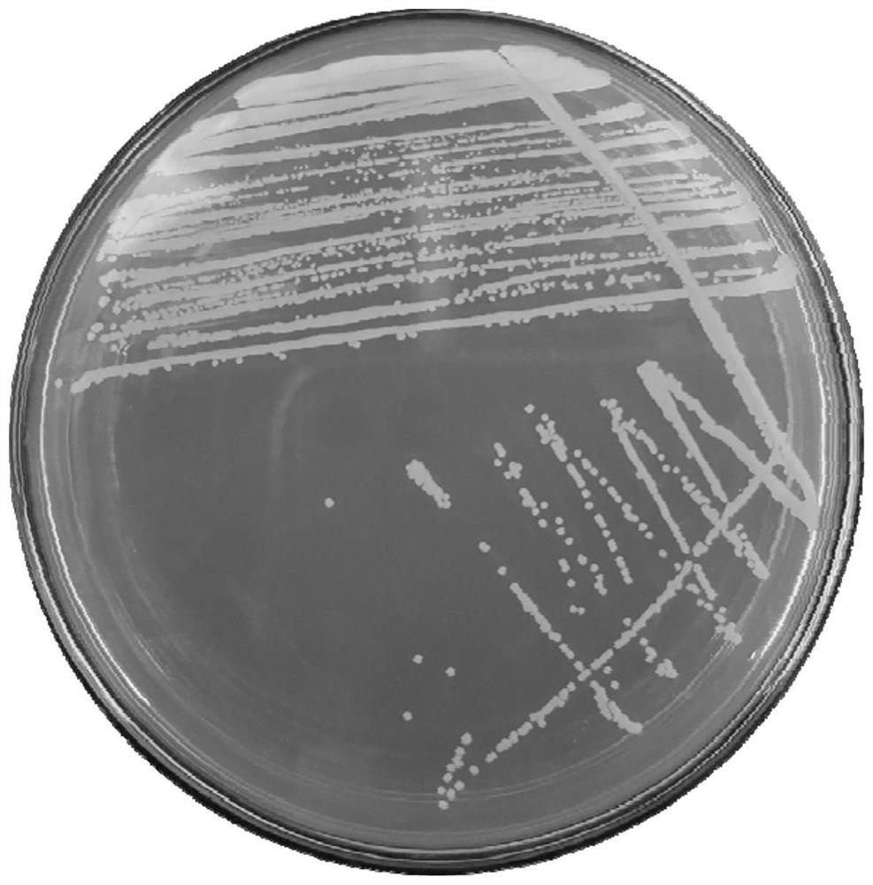 Efficient petroleum hydrocarbon degrading bacterium as well as screening method and application thereof