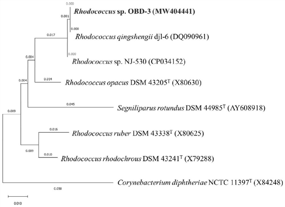 Efficient petroleum hydrocarbon degrading bacterium as well as screening method and application thereof