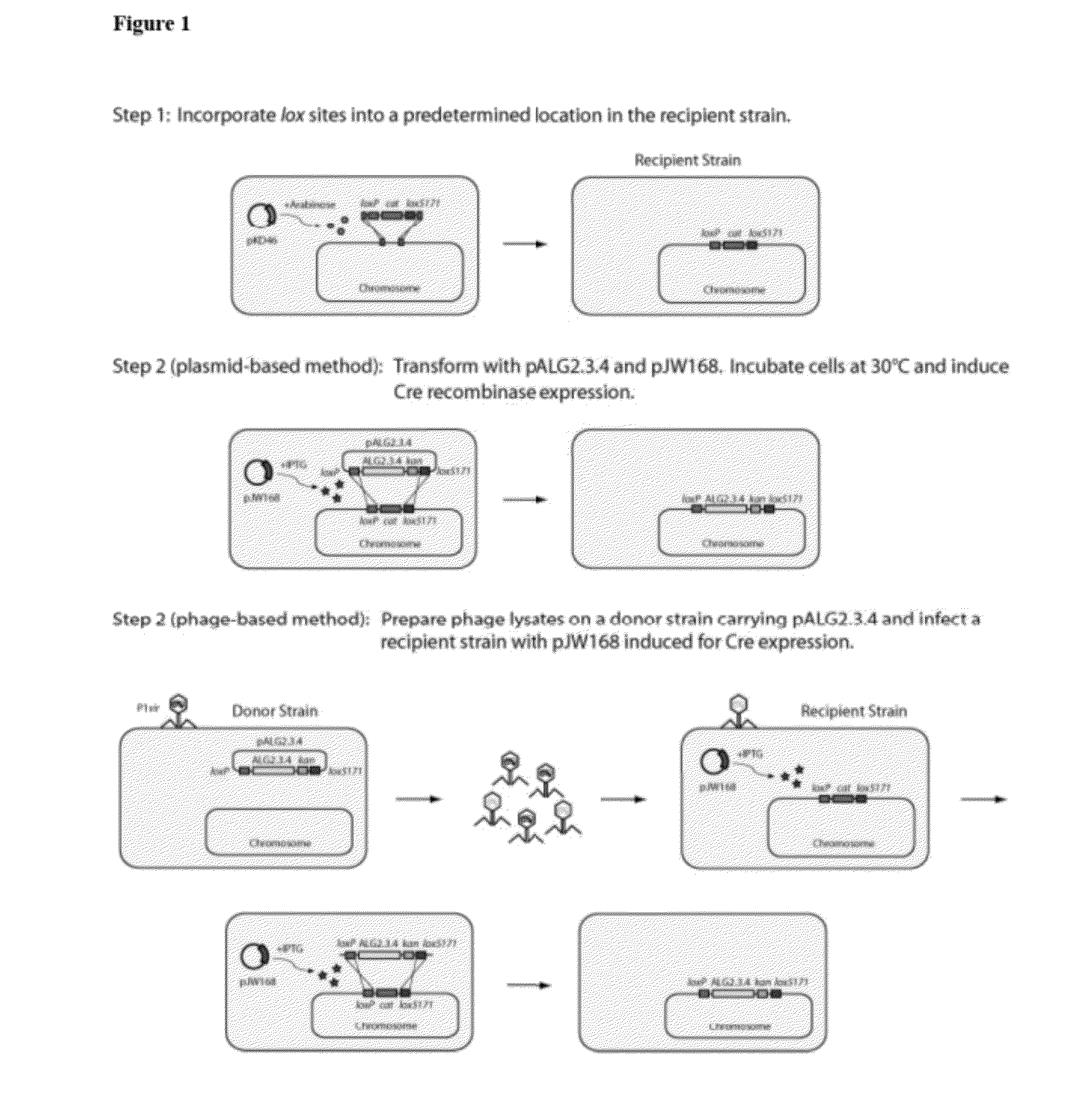 Chromosomal DNA integration method