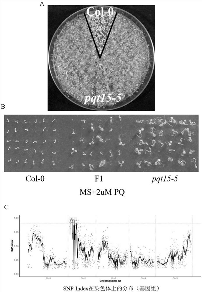 MATE family gene and application of encoding protein thereof in enhancing paraquat resistance of plants