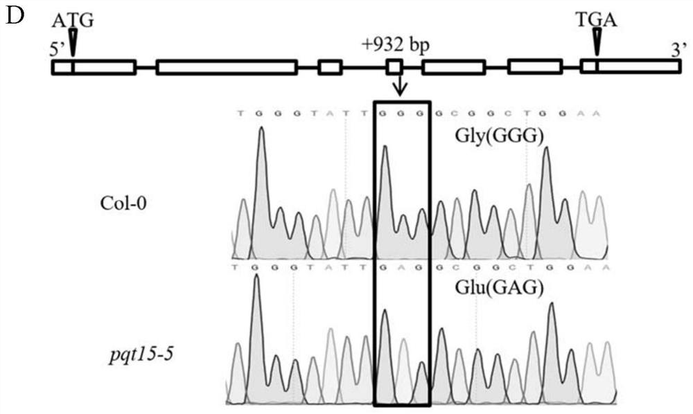 MATE family gene and application of encoding protein thereof in enhancing paraquat resistance of plants