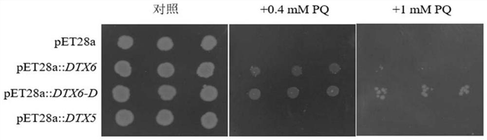 MATE family gene and application of encoding protein thereof in enhancing paraquat resistance of plants