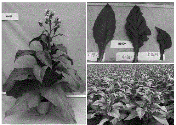 Breeding method for multi-resistance flue-cured tobacco hybrid