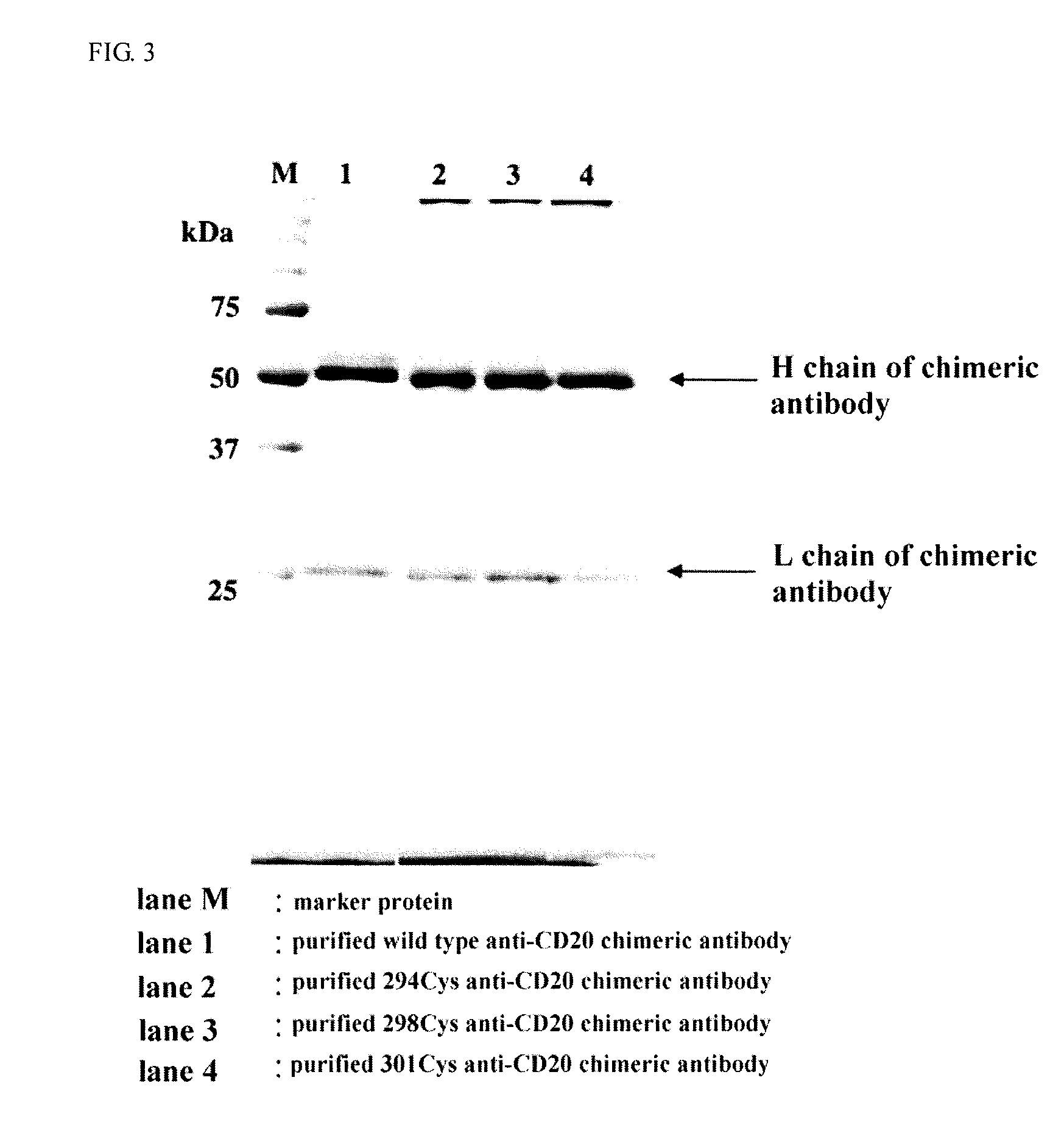 Antibody having enhanced adcc activity and method for production thereof