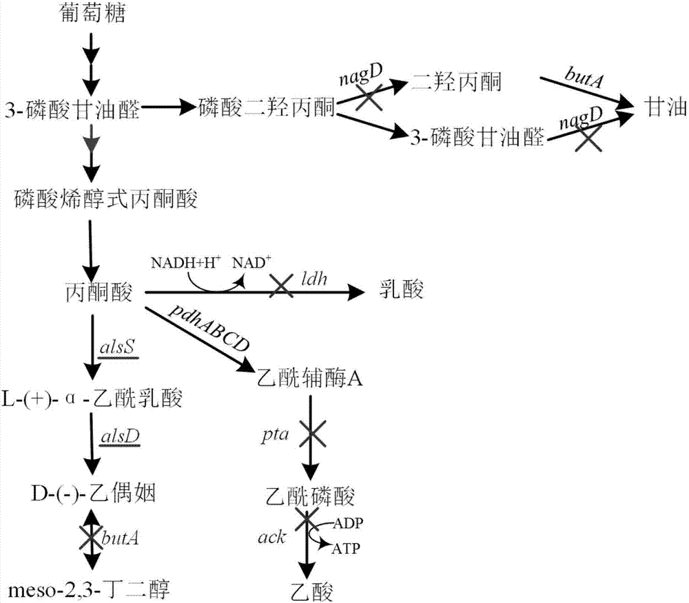 Corynebacterium glutamicum strain for high-yield production of chiral D-(-)-acetoin as well as construction method and application of strain