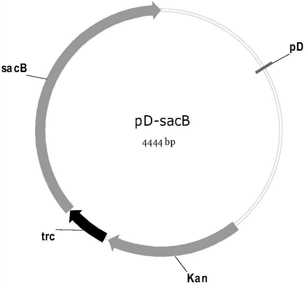 Corynebacterium glutamicum strain for high-yield production of chiral D-(-)-acetoin as well as construction method and application of strain