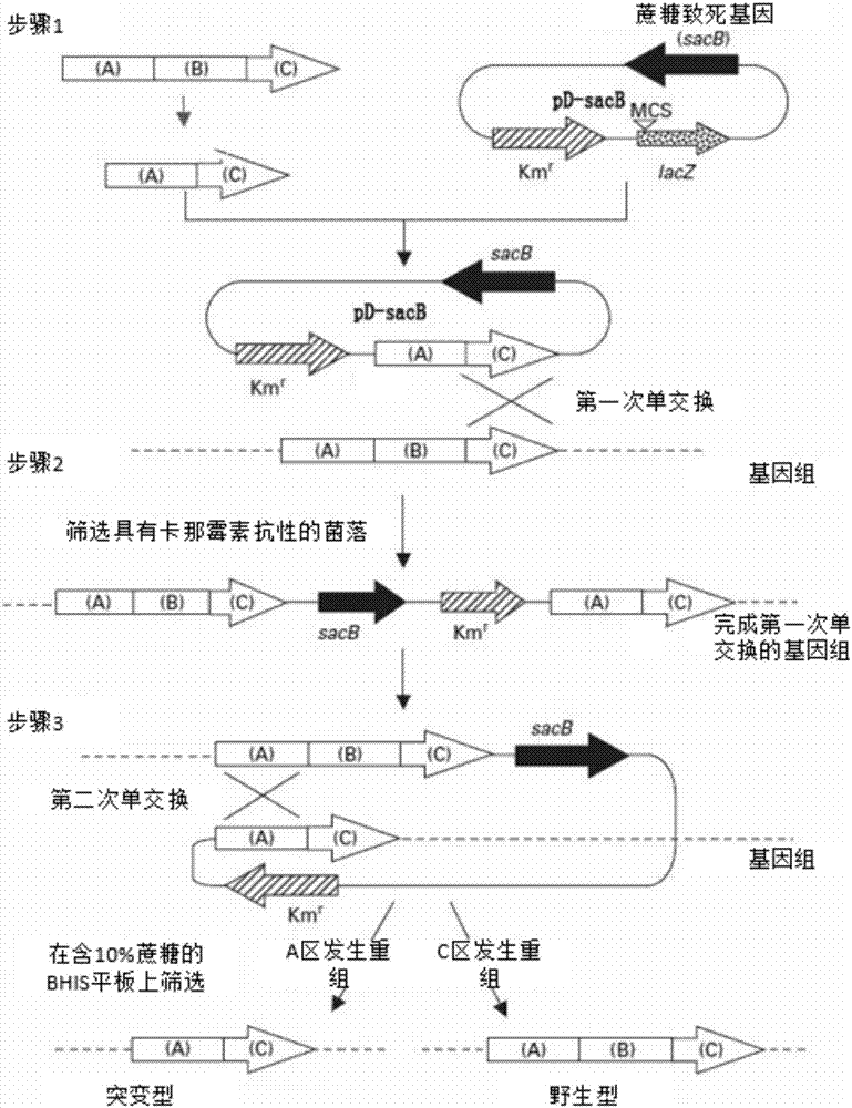 Corynebacterium glutamicum strain for high-yield production of chiral D-(-)-acetoin as well as construction method and application of strain