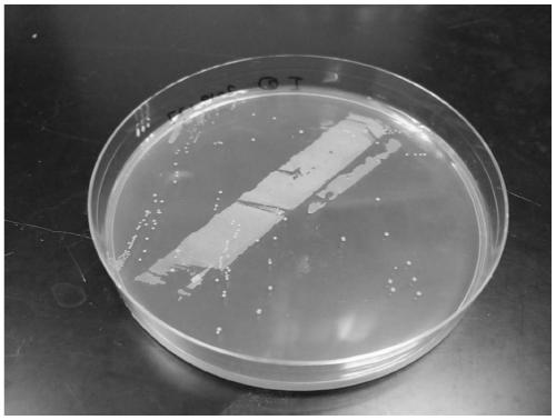 Bifidobacterium pseudocatenulatum CCFM1045, composition, fermented food, applications, microbial inoculum and preparation method thereof