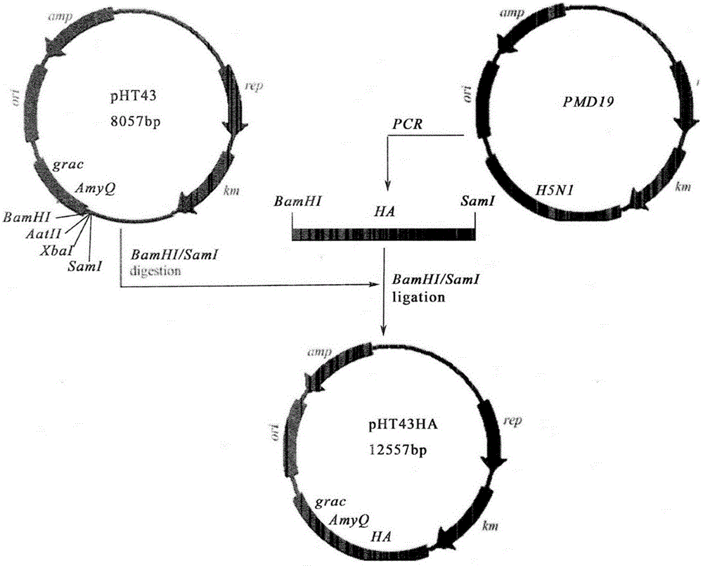 Recombinational bacillus subtilis of expressing highly pathogenic avian influenza H5N1 hemagglutinin HA protein