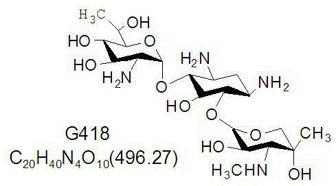 A kind of engineering bacteria producing g418 single component and its application