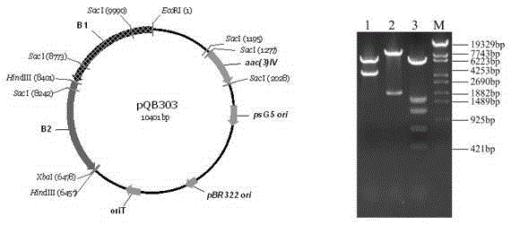 A kind of engineering bacteria producing g418 single component and its application