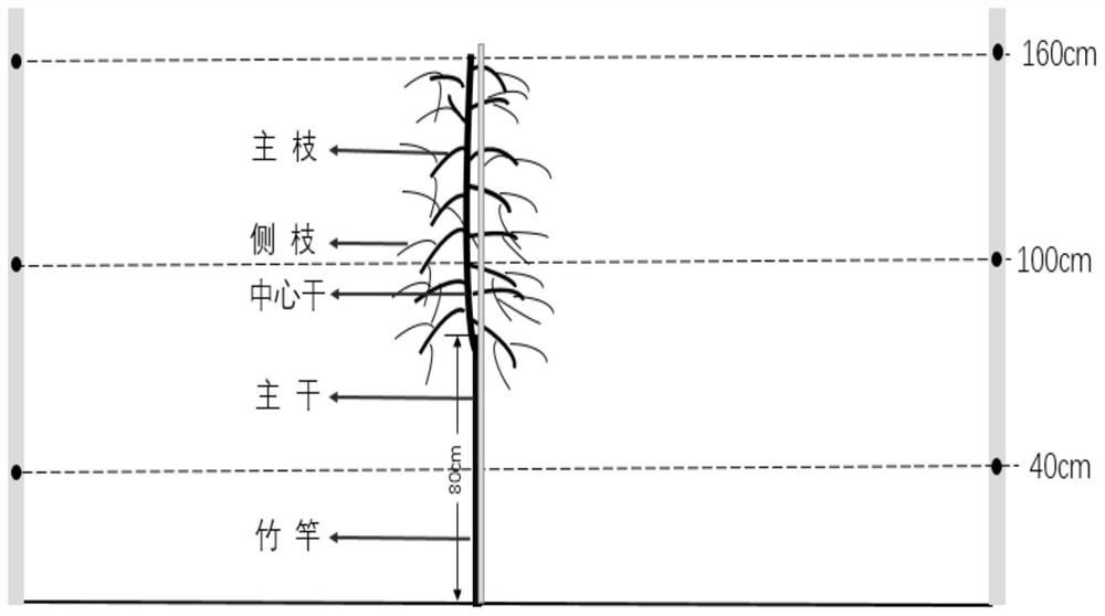 Cultivation method for trunk-shaped Chinese wolfberry tree form