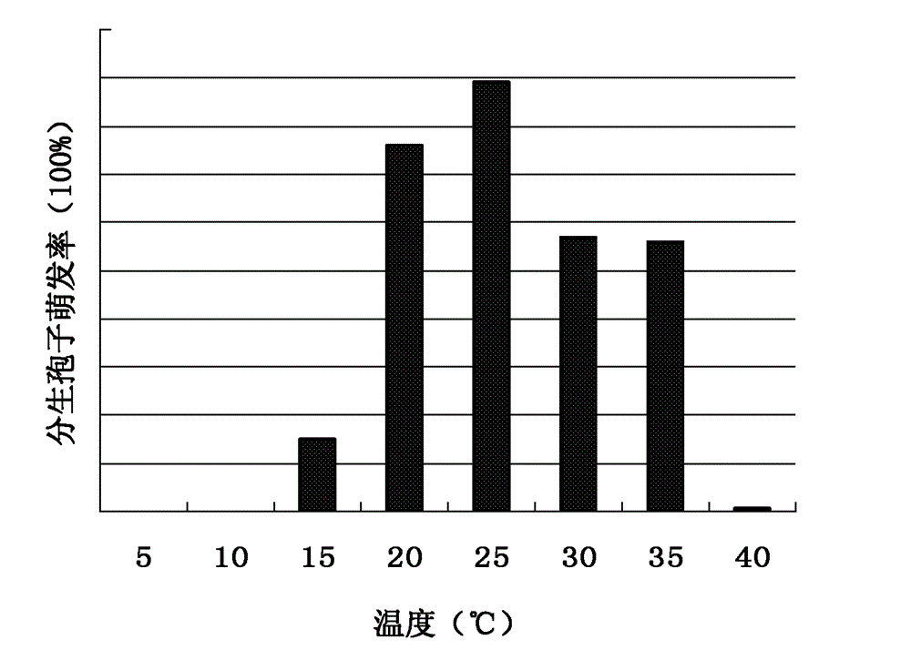 Fusarium oxysporum tomato neck rot root rot specialization type and application thereof in cultivation of tomato neck rot rood rot disease-resistant varieties