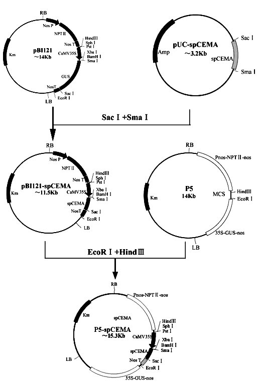 Method for culturing anti-greensickness cotton by using artificially synthesized antimicrobial peptide gene