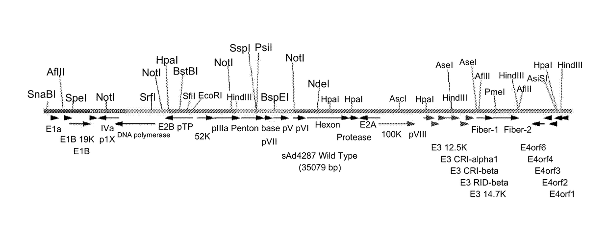 Recombinant adenoviruses and use thereof