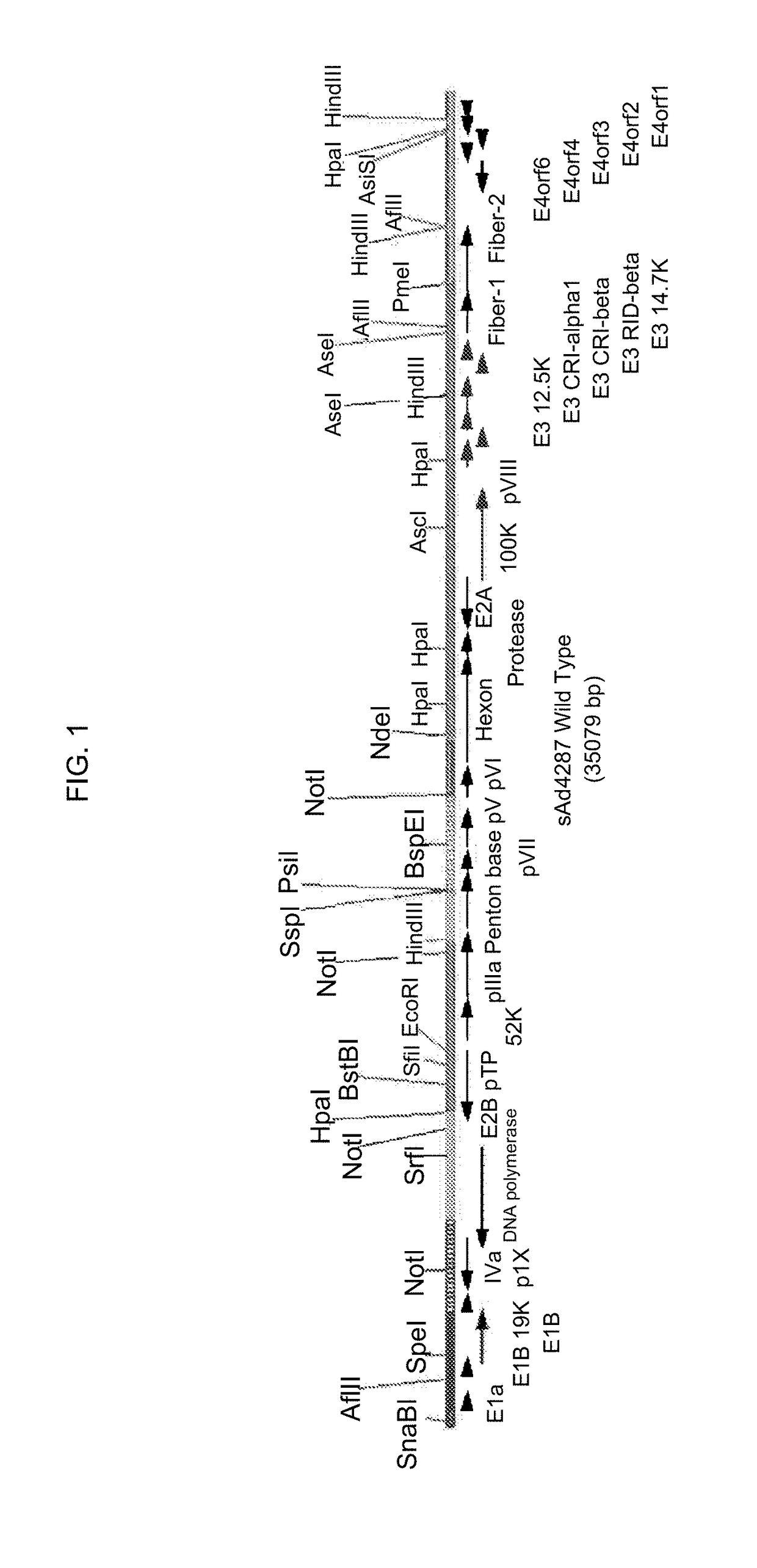 Recombinant adenoviruses and use thereof